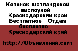 Котенок шотландской вислоухой - Краснодарский край Бесплатное » Отдам бесплатно   . Краснодарский край